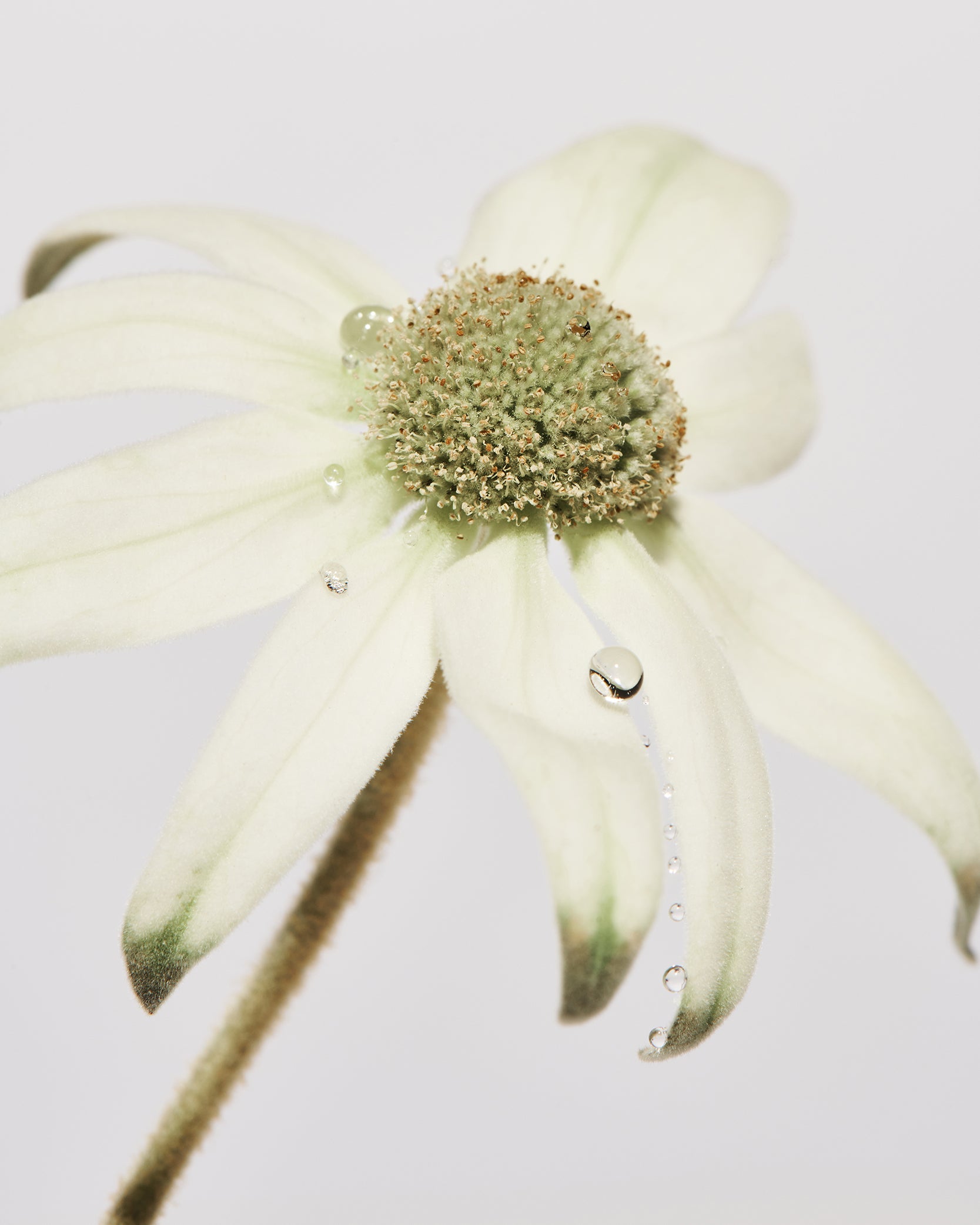 Leif Two Hands Flannel Flower SML
